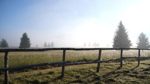 Morning Pinetrees landscape in fog field with with fence, 4k video Tracking shot