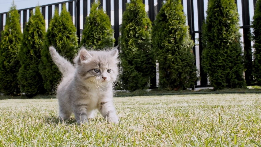 Little Grey Kitten walks on the grass outdoors towards in a green park. Funny Striped Cat Playing. Concept of Adorable Cat Pets. Slow motion. Royalty-Free Stock Footage #1092311467