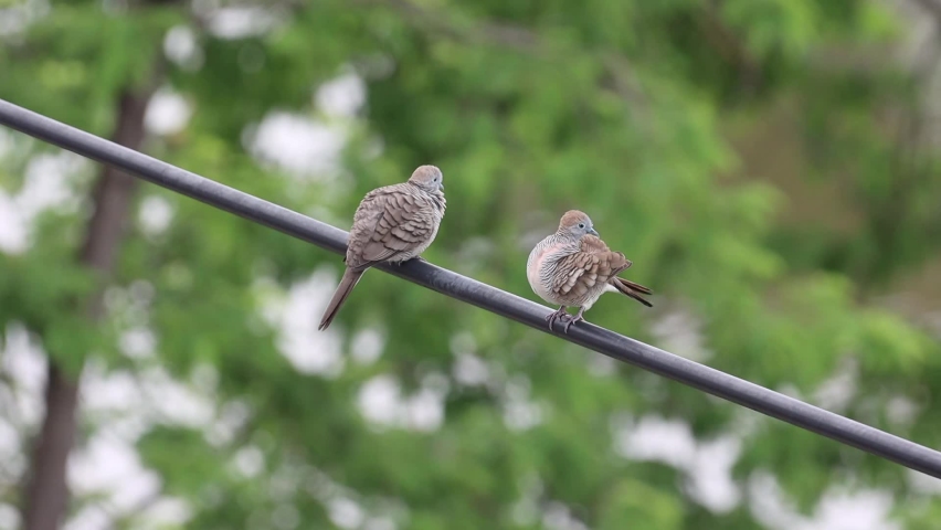 Two Zebra Dove Bird Standing on Public Electricity Wires