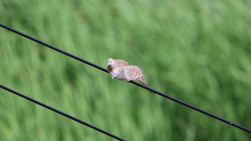 Two Lover Zebra Dove Bird Standing on Public Electricity Wires