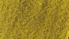 Yellow canola field. Field of blooming rapeseed aerial view. Yellow rapeseed flowers. A rape field panorama shot by a drone. Top down approaching view. 4K