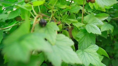 Harvesting black currant berries. It is grown outdoors in the garden. cultivation of greenery concept
