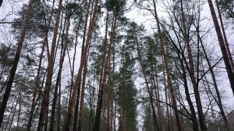 Overcast sky in background. bottom view of snow-covered pine and bare larch trees in forest of city park on overcast winter day. Bottom view of tall green pines in the pine forest in a overcast day. 