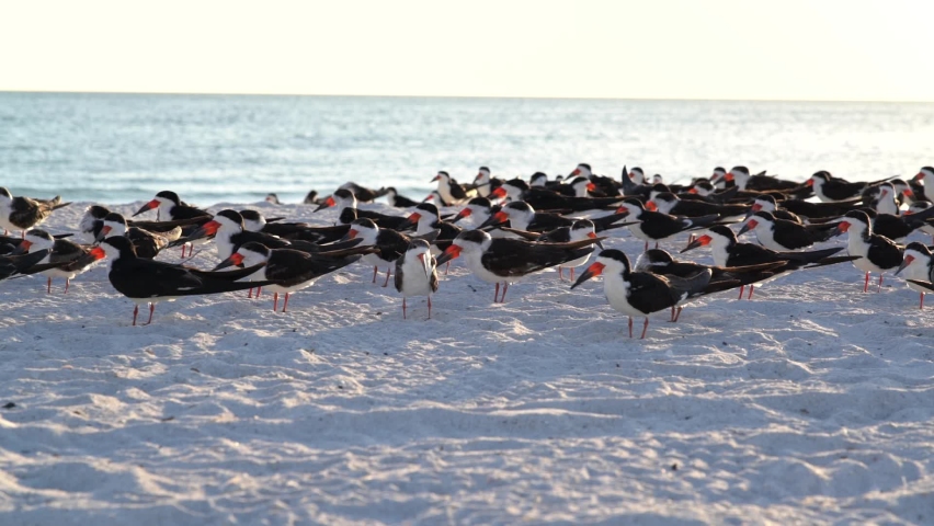 Florida Black Skimmer Birds on the beach