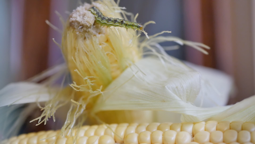 green color caterpillar eats fresh corn cob close-up. Insect pest destroys corn fruits and damages farmers in agriculture