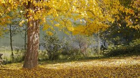 Colorful falling autumn leaves. Beautiful tree with yellow leaves in autumn forest. Golden tree leaves falling in slow-mo. Golden autumn tree at the lake shore with leaves falling. Slow motion. - Powered by Shutterstock - Get 15% off with code: PIKWIZARD15