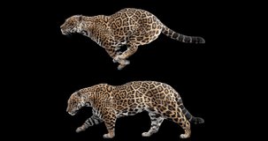 Set of jaguar walking and running realistic animation. Isolated animal video including alpha channel allows to add background in post-production. Element for visual effects.