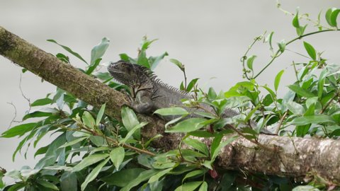 a black spiny-tailed iguana bobbing its head while resting on a branch at boca tapada in costa rica