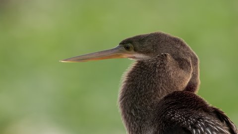 a close up of the head of an anhinga bird at the everglades national park in florida, usa