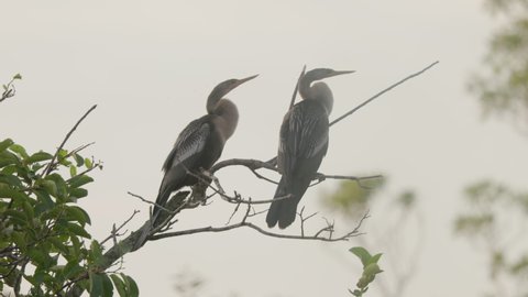a sunrise shot two anhinga birds perching in a tree at everglades national park in florida, usa