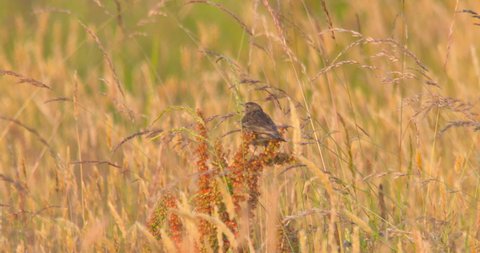 Meadow Pipit bird singing from meadow long summer grass.