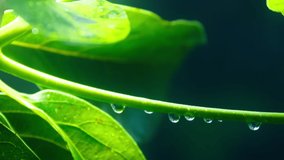 Close up slow motion cinematic green natural background. Rainfall in jungle, water droplets on green tree leaves and steams. Raining shower day in tropical rainforest. Ecology climate concept RED