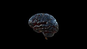 Glass Brain animation.Full HD 1920×1080.10 Second Long.Transparent Alpha video.LOOP.