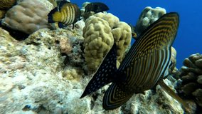multicolored fish and coral reef. underwater video. Waterproof photo and video equipment for travel. extreme tourism and travel. exotic animals and tropical and equatorial climate.