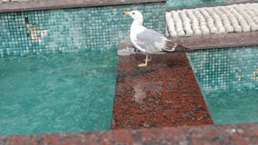 Seagull in the Fountain Video, Sultanahmet Square Fatih, Istanbul Turkey