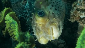VERTICAL VIDEO: Close up of Porcupine Fish hiding under coral reef. Ajargo, Giant Porcupinefish or Spotted Porcupine Fish - Diodon hystrix. Red sea, Egypt