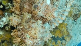 VERTICAL VIDEO: Close-up portrait of Scorpion fish lie on coral. Bearded Scorpionfish (Scorpaenopsis barbata). Slow motion