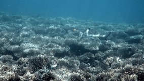 Tropical seascape, coastline with blacktip reef shark underwater. Underwater video of shark swimming among coral reef in tropical sea water in Thailand, Andaman Sea