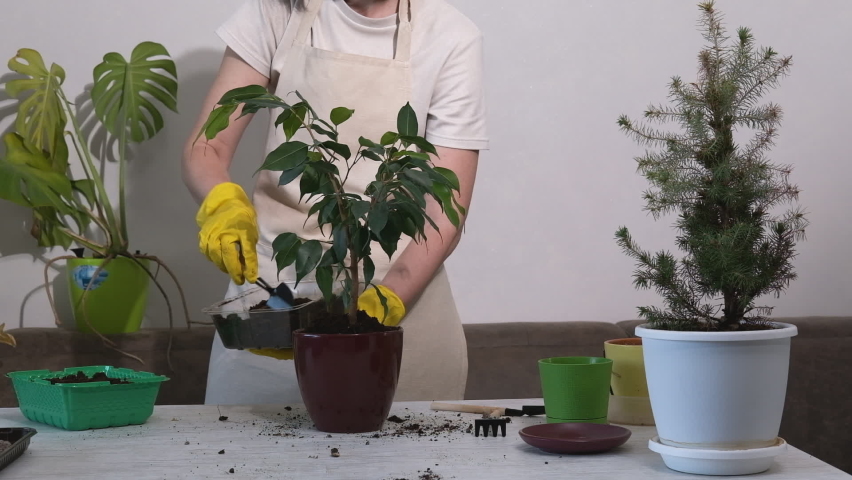 Hands in yellow holding the soil in a plastic container pour the soil into a brown pot with a flower and press down the soil with their hands. Transplanting houseplants. home garden concept | Shutterstock HD Video #1092360831