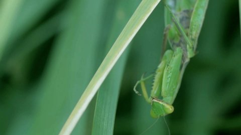 praying mantis in the grass