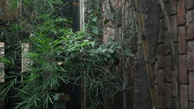 Nature Video Footage Of Bangladesh. Tree  Old House .