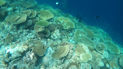 Swimming Next Coral Reef Maldives Huge Stock Footage Video (100% ...