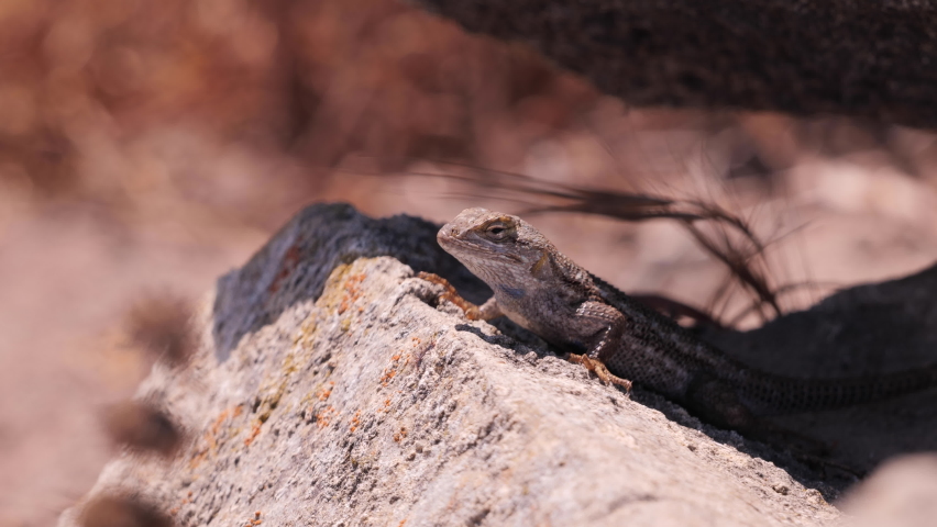 Western fence lizard (Sceloporus occidentalis) is a common North American lizard. Royalty-Free Stock Footage #1092371783
