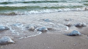 A large number of dead nasty jellyfish lie on the sandy shore strewn with jellyfish, lined with cold sea blue water on a warm evening windy evening on the Azav Sea. HD slow-mo video