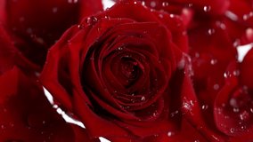 Super slow motion shot of water drops falling and splashing on red rose bloom at 1000 fps. - Powered by Shutterstock - Get 15% off with code: PIKWIZARD15