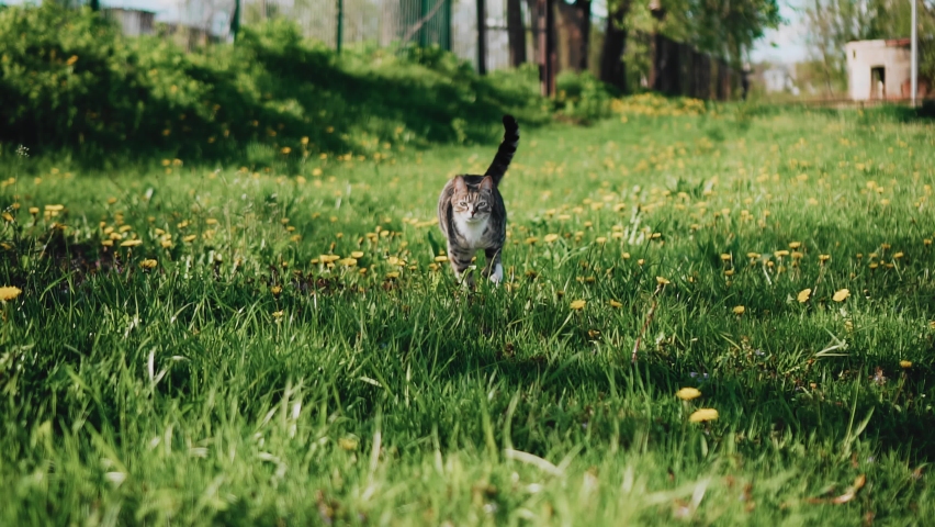 A striped cat runs across the grass towards the camera in a jump. Cameras follow the animal | Shutterstock HD Video #1092384155