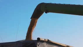 loading of grain by a screw loader. Harvest season, work in the field. Unloading grain into car for storage and transportation. Close-up shot. 4K slow motion 120 fps video