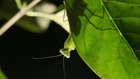 VERTICAL VIDEO: Praying mantis is silhouetted behind green lilac leaf. Close-up of mantis insect. Backlighting (Contre-jour).