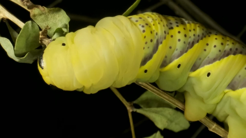VERTICAL VIDEO: Сlose-up of Larva (caterpillar) of butterfly Death