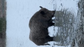 VERTICAL VIDEO: Wild boar (Sus scrofa) eats roots in freshwater pond