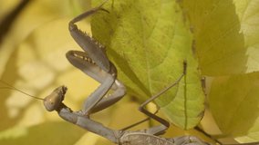 VERTICAL VIDEO: Praying mantis sits on sit on autumn yellow leaves. Close-up of mantis insect