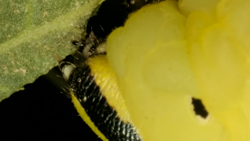 VERTICAL VIDEO: Сlose-up of Larva (caterpillar) of butterfly Death