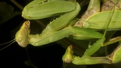 VERTICAL VIDEO: Male sits on the female Praying mantises copulate. Mantis mating. Transcaucasian Tree Mantis (Hierodula transcaucasica). Extreme close up of mantis insect