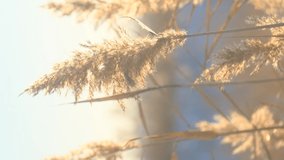VERTICAL VIDEO: Reeds sways in the wind against the backdrop of snow. Closeup of reeds. Natural background, Reeds in the wind in the sun rays on dawn. Winter landscape