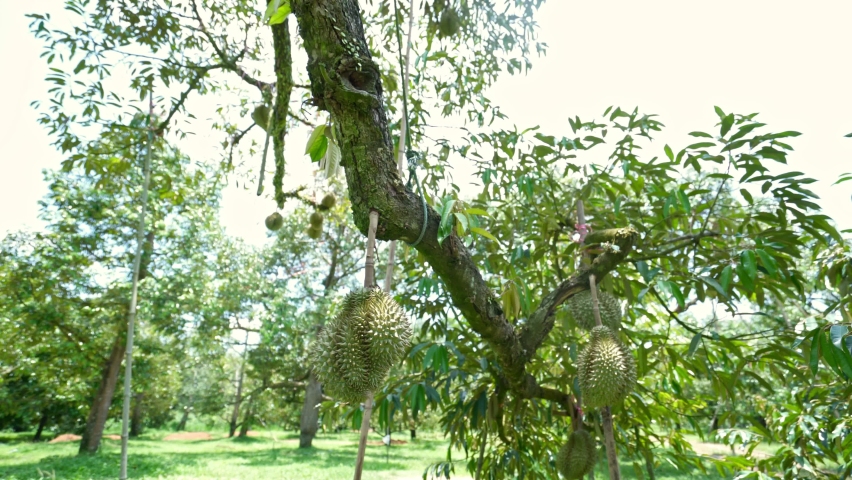 Durian tree with durian fruit hanging on the tree branch in the garden orchard tropical summer fruit waiting for the harvest nature farm on the mountain.Durian in Thailand | Shutterstock HD Video #1092392875