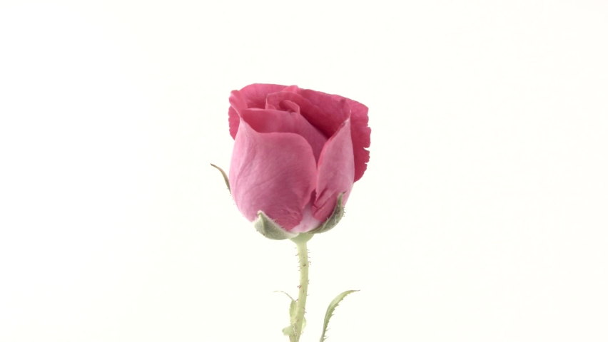 Rose blooms on a white background. Time lapse. Royalty-Free Stock Footage #1092393515