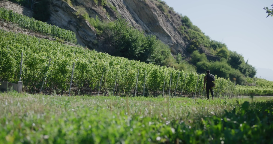 Black male traveler with backpack walking near lush green grape vines landscape in Switzerland