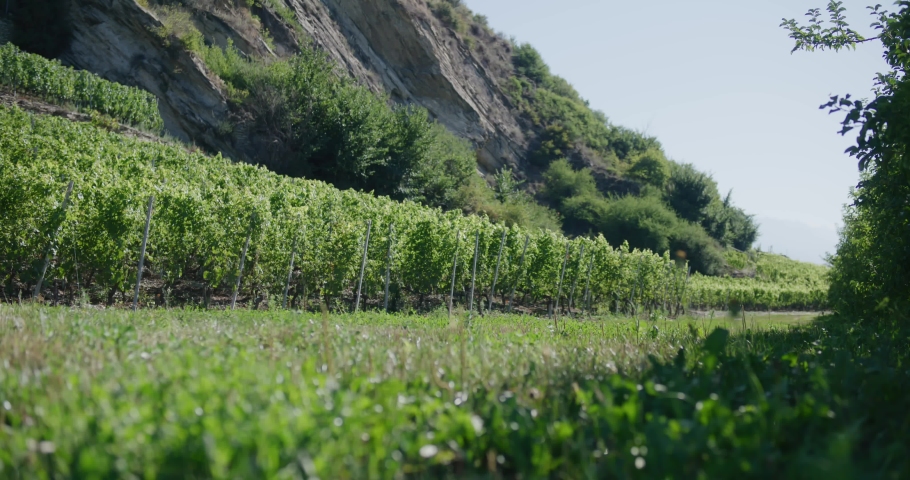 Black male traveler with backpack walking across green landscape of grape vines in Switzerland
