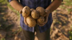 A farmers hands holding freshly picked potatoes. Unrecognizable male offering ecological vegetables with dirty hands in soil.