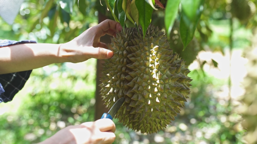 Cut durian fruit hanging on the durian tree in the garden orchard tropical summer fruit waiting for the harvest nature farm on.
Ripe durian is hanging on the durian tree. | Shutterstock HD Video #1092397611