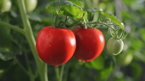 Ripe juicy red tomatoes with water drops on branch in greenhouse. Organic farm vegetables, food, fresh tomato cherry, watering tomatoes. Harvest season, agriculture, farming, slow motion footage