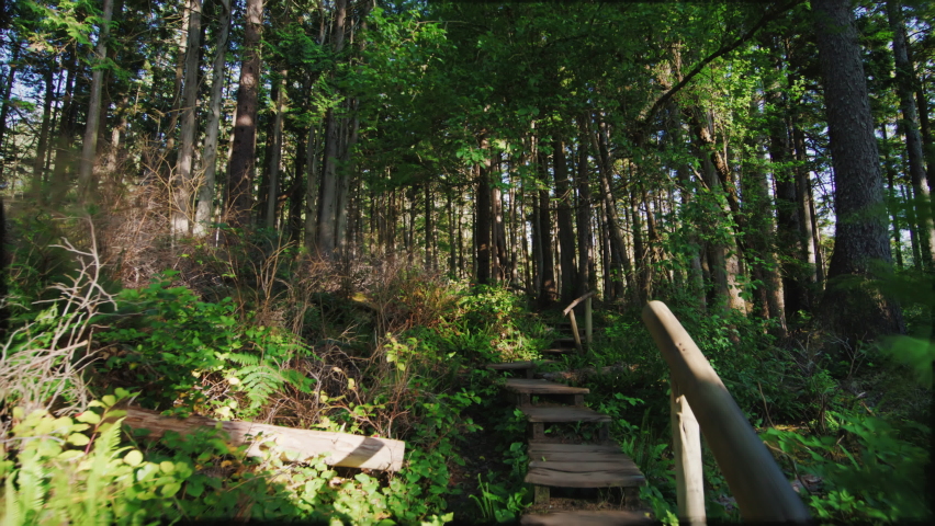 Beautiful tranquility of remote wilderness area in Olympic National Park, USA. Astonishing hiking trails with huge giant rainforest as seen from below. High quality 4k footage