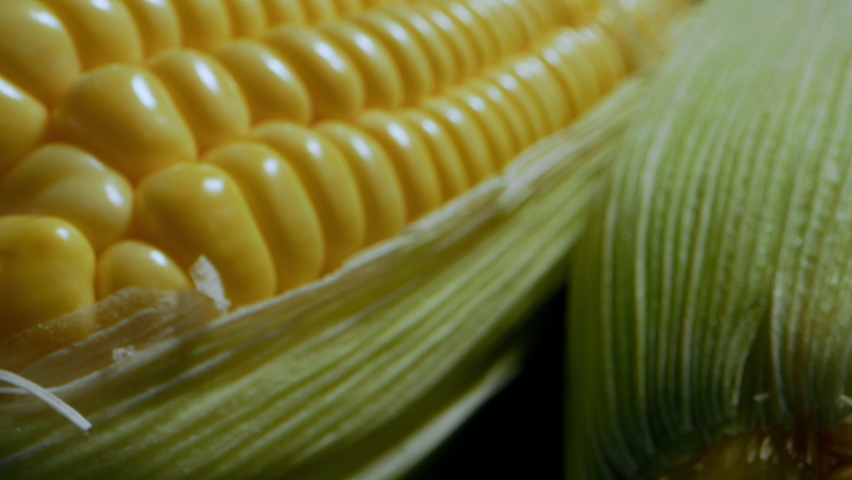 Corn harvest. Golden corn in leather with a price tag on the package. Ecological product, organic gardening. Macro photography of corn cobs packed and wrapped in pallet bag finished products for sale. Royalty-Free Stock Footage #1092402391