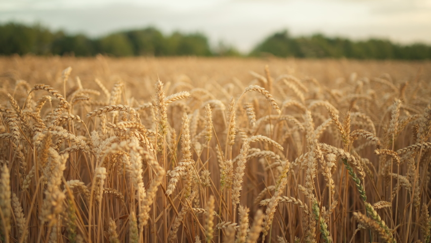 Ripe golden wheat field with beautiful sprinkles at sunrise | Shutterstock HD Video #1092406371