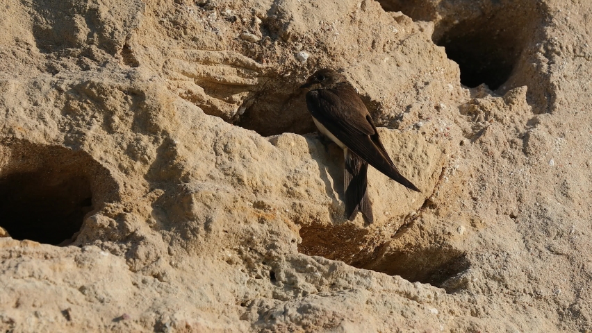 Sand martin - Riparia riparia - two birds digging their nest together in teamwork Royalty-Free Stock Footage #1092407611