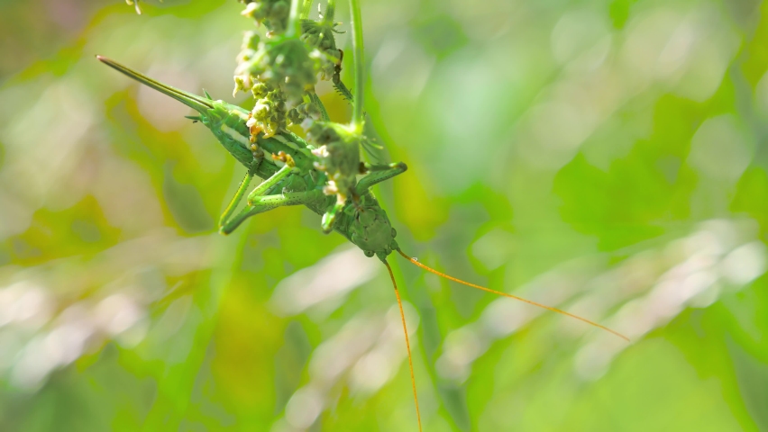 Female of Great Green Bush-cricket, Tettigonia viridissima	